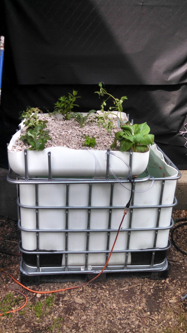 aquaponics