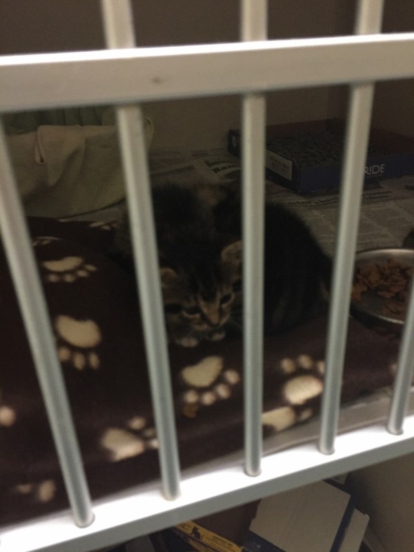 The kittens in the after-hours cage at LHS during my visit. So cute!