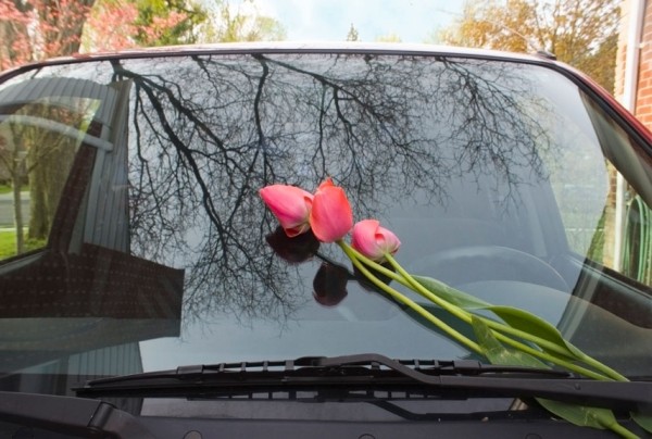 54ebafa1c8739_-_flowers-windshield-xl