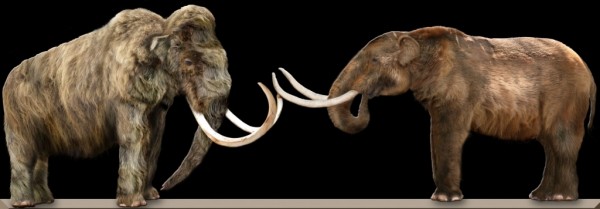 Mammoth and Mastodon