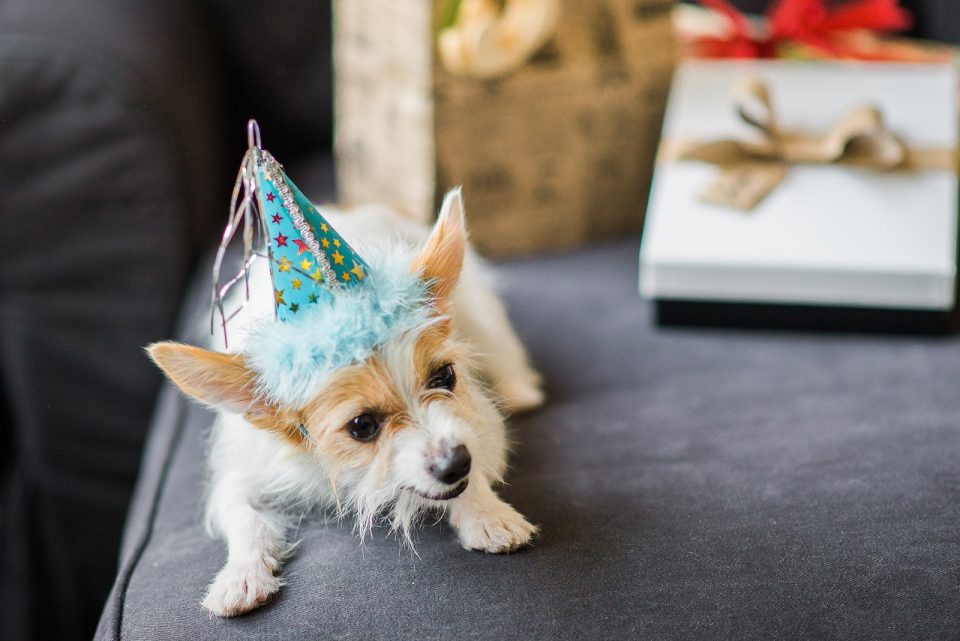 dog party hat