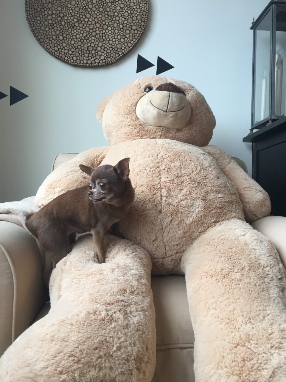 dog and teddy bear