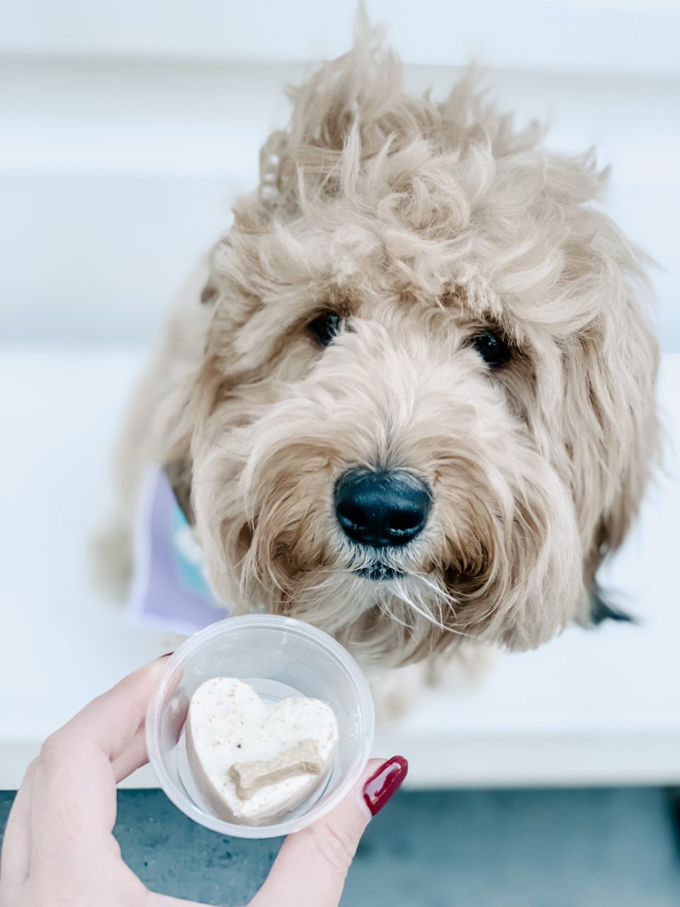 frozen yoghurt for dogs