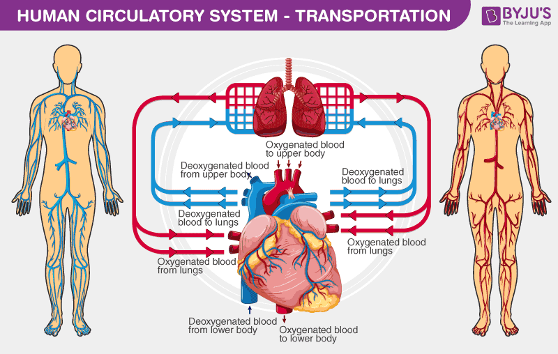 blood circulation