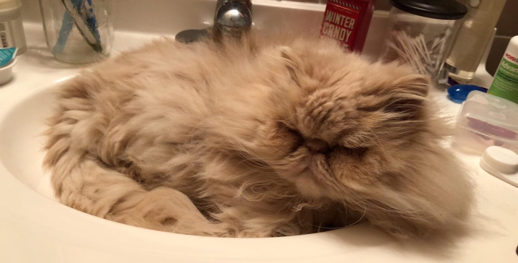 Cats of Jersey City