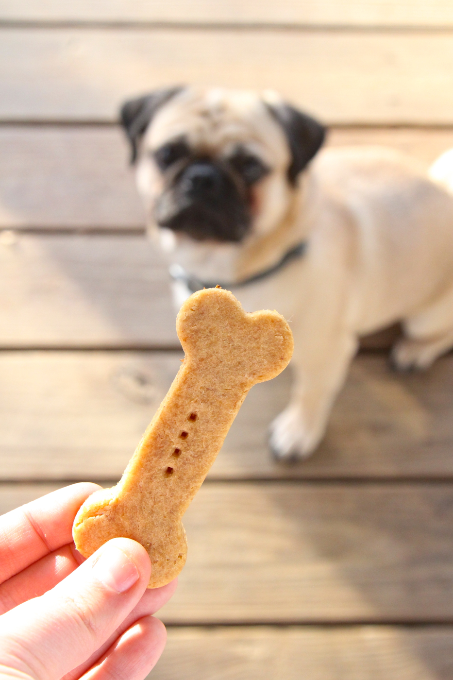 10 Homemade Dog Treat Recipes For Your Pup CHICPEAJC
