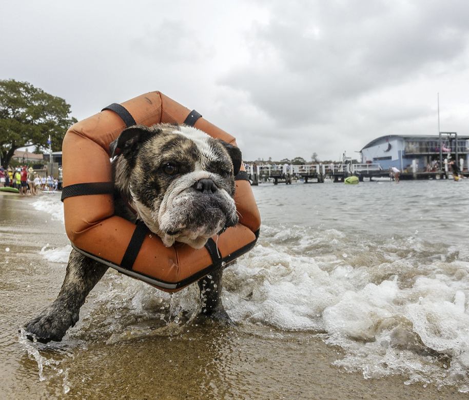 5 Dog Friendly Beaches in New Jersey - Lynn Hazan