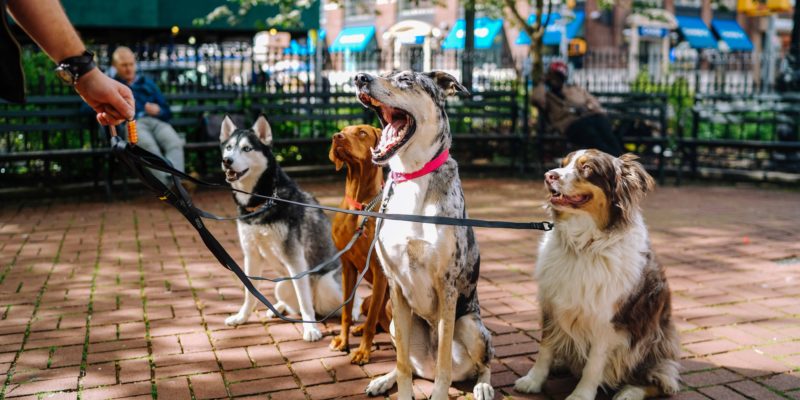 four dogs on park